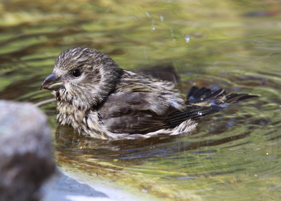 juvenile Red Crossbill taking a bath