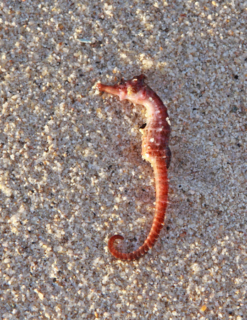 one of the many dead creatures we found on the beach : (