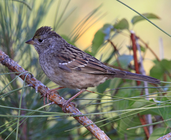 immature Golden-crowned Sparrow