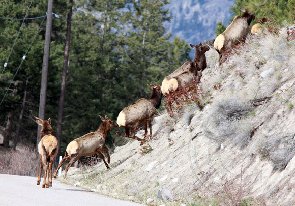 These elk can move!