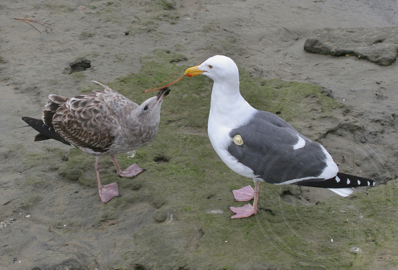 Western Gull adult giving juvie a pine needle!