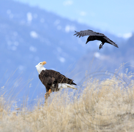 raven pestering Bald Eagle at landfill