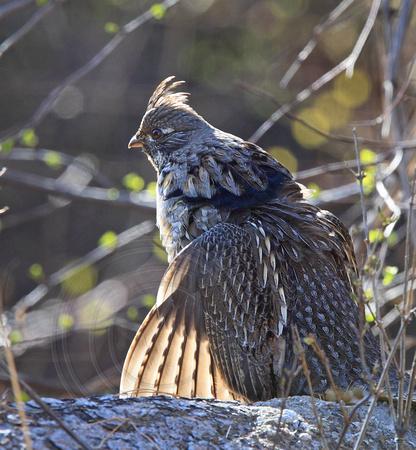 Ruffed Grouse starting to drum