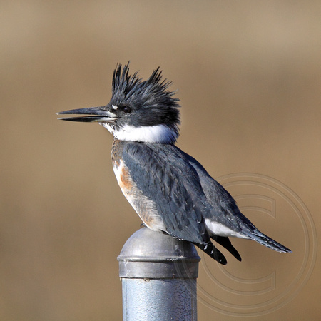 female Belted Kingfisher
