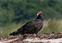 Turkey Vulture on the beach