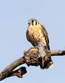 male American Kestrel with food gift for mate