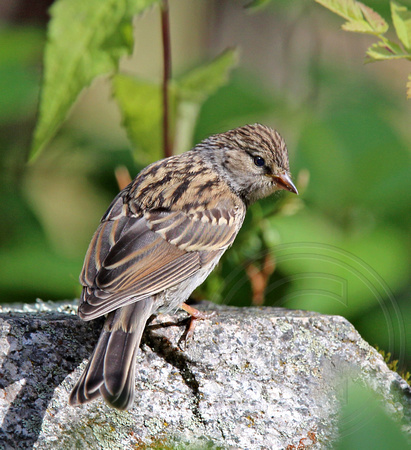 juvenile Chipping Sparrow