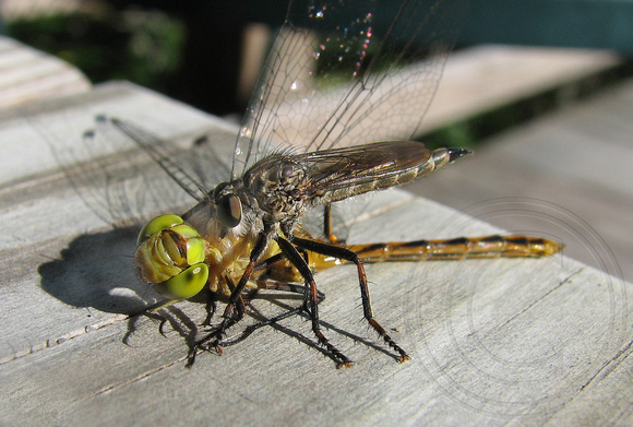 Death of a Dragonfly (by a Robber Fly)
