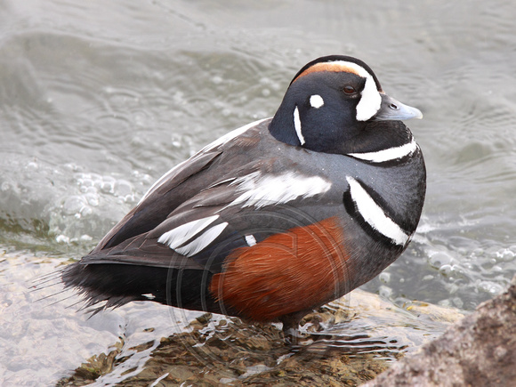 gorgeous adult male Harlequin