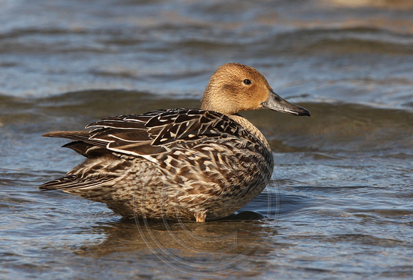 female Northern Pintail