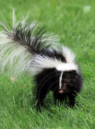 Baby Skunk on its own