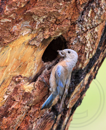 female Western Bluebird at nest cavity