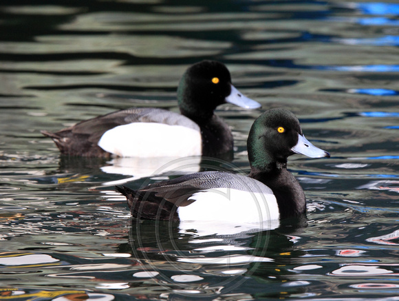 Greater Scaups