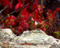 Canyon Wren with red sumac leaves in background