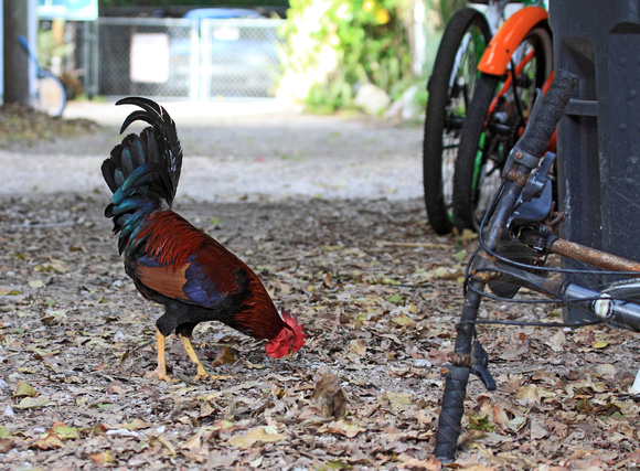 Rooster (Jungle Fowl) at home in Key West
