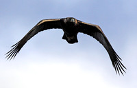 Golden Eagle fly by at Okanagan Lake
