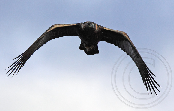 Golden Eagle fly by at Okanagan Lake