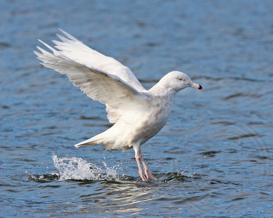 second year Glaucous Gull (winter)