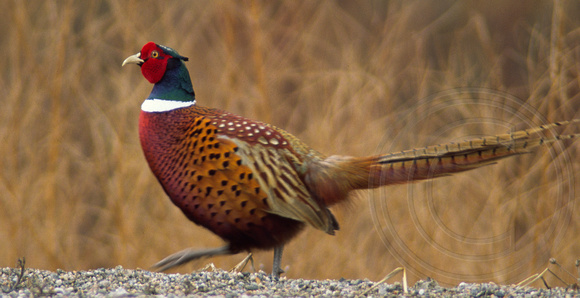 male Ring-necked Pheasant
