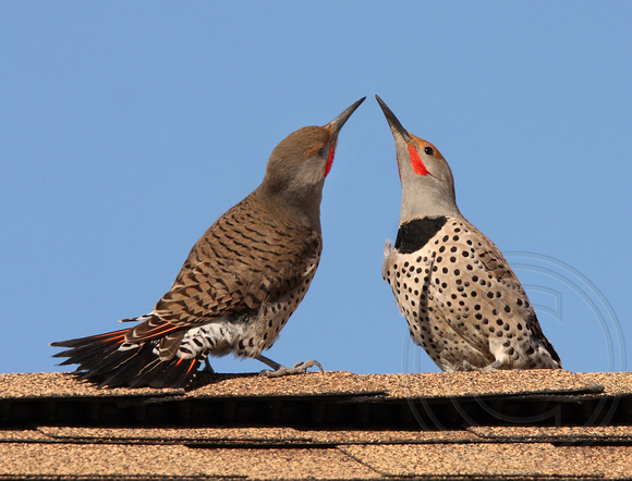 Two male flickers displaying on the roof