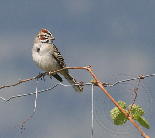 Lark Sparrow on a grapevine