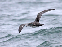 Back view of Pink-footed Shearwater