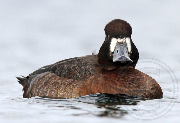 female Greater Scaup