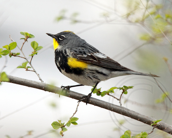 male Yellow-rumped Warbler