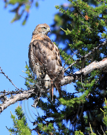 Second Year Red-tailed Hawk in a larch