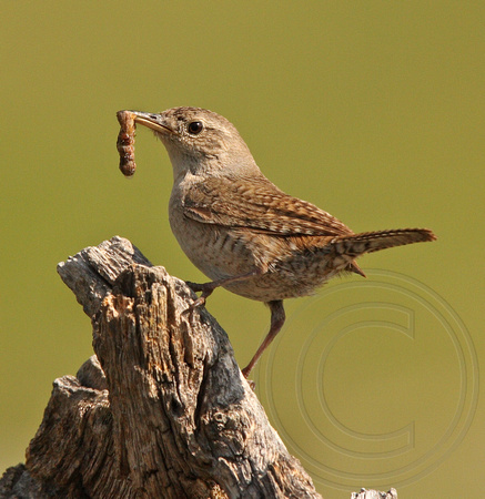 House Wren with food for young