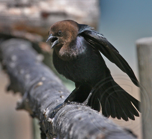 male cowbird doing a display