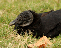 Black Vulture resting