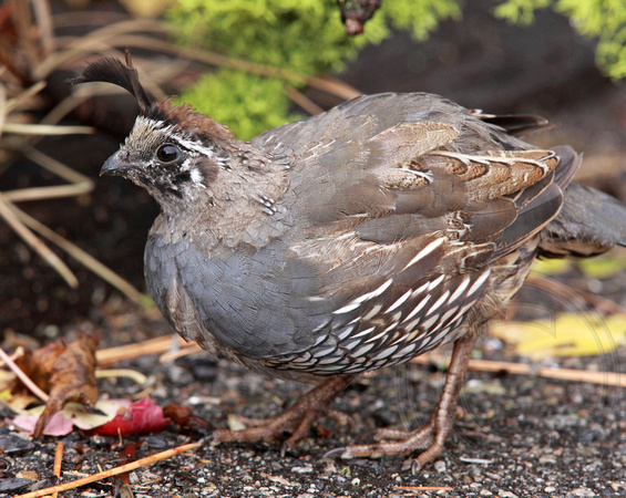 immature male quail still molting into his 'big daddy" feathers