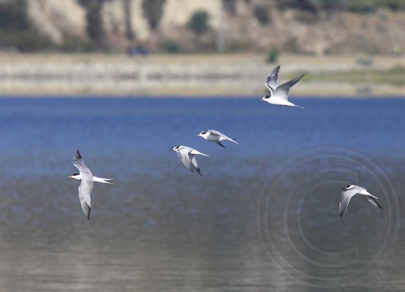 Flock of Common Terns