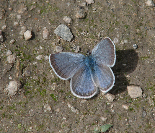 Icaroides Blue