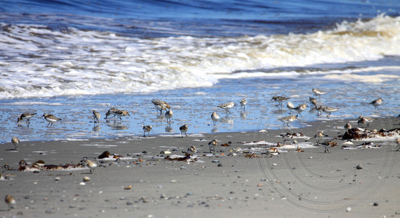 Flock of about 90 sandpiper "peeps" on this beach feeding during migration