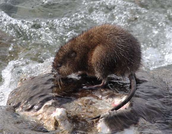 Muskrat eating a dead Beaver