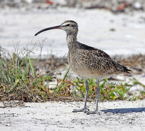 There was a Whimbrel in the exact same spot four years ago...weird