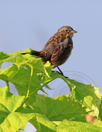 Haida Gwaii Song Sparrow