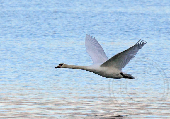Mute Swan in Penticton