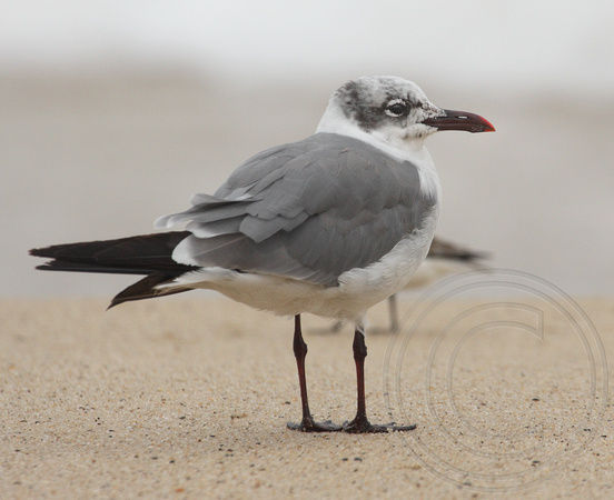 adult pre-basic Laughing Gull