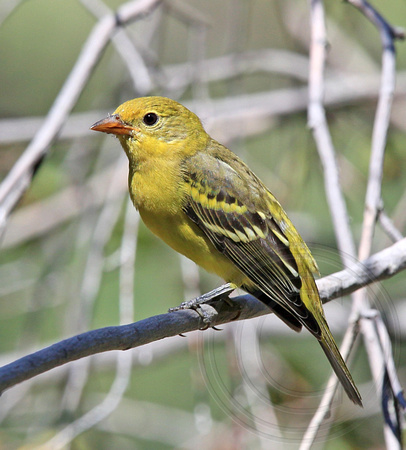 female Western Tanager