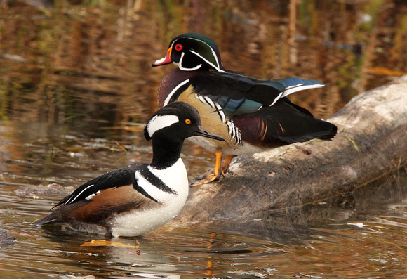 male Wood Duck and male Hooded Merganser on a log