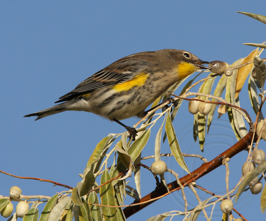 Yellow-rumped Warbler eating a Russian Olive