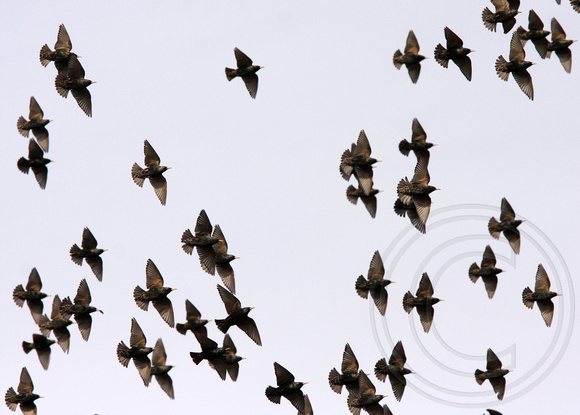 flock o starlings