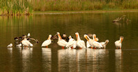 American White Pelicans - July 23