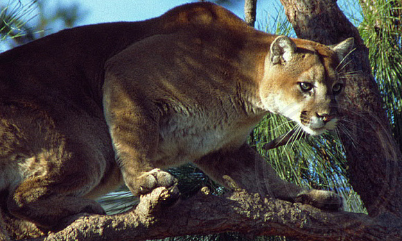 Cougar or Mountain Lion looking stealthy