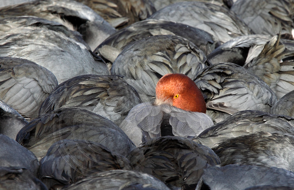 a "ginger" Redhead amongst the coots