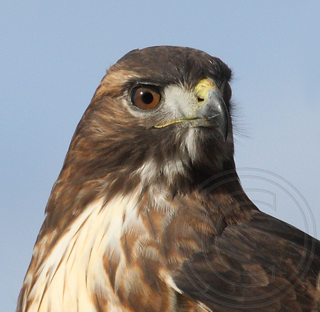 Red-tailed Hawk head shot