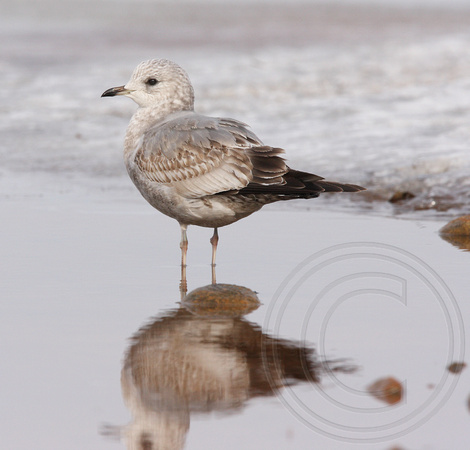 winter Mew Gull, second cycle
